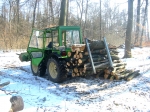 Wald 2010 004.JPG